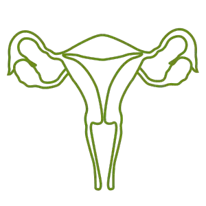 Illustration of the female reproductive system in green outline, representing women's health services at Sai Ayush Ayurveda Hospital in KPHB, Hyderabad.