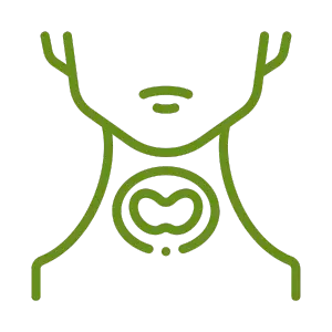 Illustration of a neck highlighting the thyroid gland, symbolizing thyroid health at Sai Ayush Ayurveda Hospital in KPHB, Hyderabad.